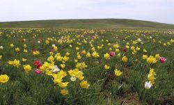Развитие музыкальной культуры Ставрополя