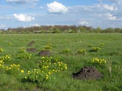 Известные купеческие династии Ставрополя