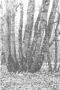  Грабы Русского леса