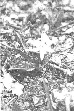 Кандык кавказский