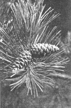 Шишки на сосне