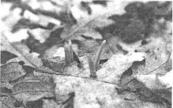  Стрелки черемши