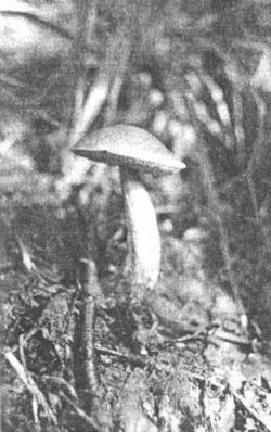  Подберезовик